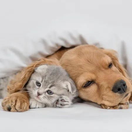 فيلة Pestana Seaside ألفور